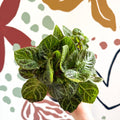 Episcia cupreata - Green Flame Violet - Sprouts of Bristol