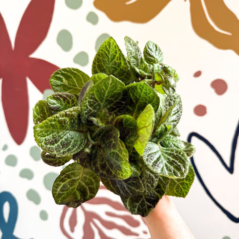 Episcia cupreata - Green Flame Violet - Sprouts of Bristol