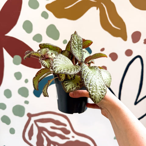 Episcia cupreata 'Harlequin' - Flame Violet - Sprouts of Bristol
