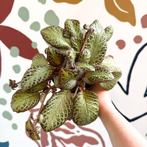 Episcia cupreata 'Harlequin' - Flame Violet - Sprouts of Bristol