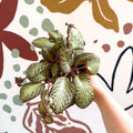 Episcia cupreata 'Harlequin' - Flame Violet - Sprouts of Bristol