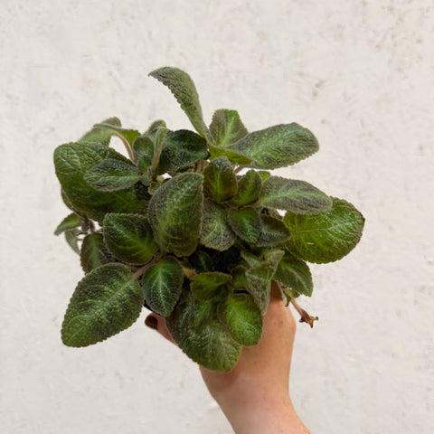 Episcia cupreata 'Neon Surprise' - Green Flame Violet - Sprouts of Bristol