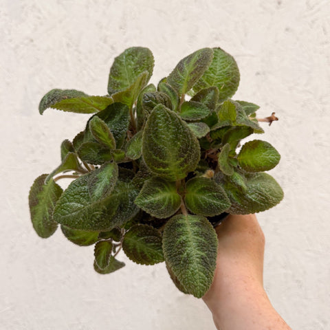Episcia cupreata 'Neon Surprise' - Green Flame Violet - Sprouts of Bristol