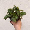 Episcia cupreata 'Neon Surprise' - Green Flame Violet - Sprouts of Bristol