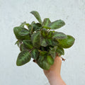 Episcia cupreata 'Neon Surprise' - Green Flame Violet - Sprouts of Bristol