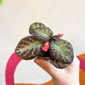 Episcia cupreata 'Pink Acajou' - Flame Violet - Sprouts of Bristol