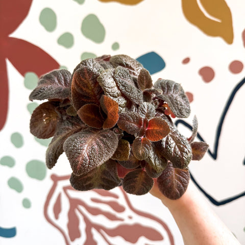 Episcia cupreata - Purple Flame Violet - Sprouts of Bristol
