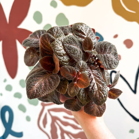 Episcia cupreata - Purple Flame Violet - Sprouts of Bristol