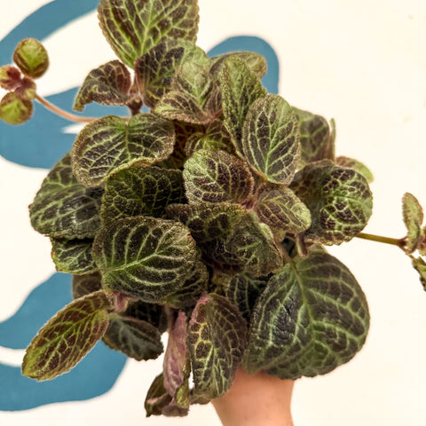 Episcia cupreata 'Shimmer' - Flame Violet - Sprouts of Bristol