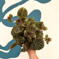 Episcia cupreata 'Shimmer' - Flame Violet - Sprouts of Bristol