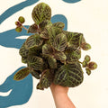 Episcia cupreata 'Shimmer' - Flame Violet - Sprouts of Bristol