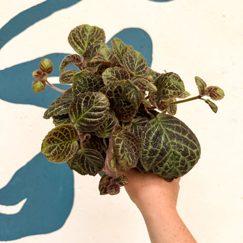 Episcia cupreata 'Shimmer' - Flame Violet - Sprouts of Bristol