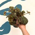 Episcia cupreata 'Shimmer' - Flame Violet - Sprouts of Bristol