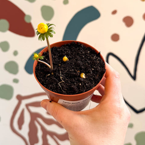 Eranthis hyemalis – Potted Winter Aconite Bulbs - Sprouts of Bristol