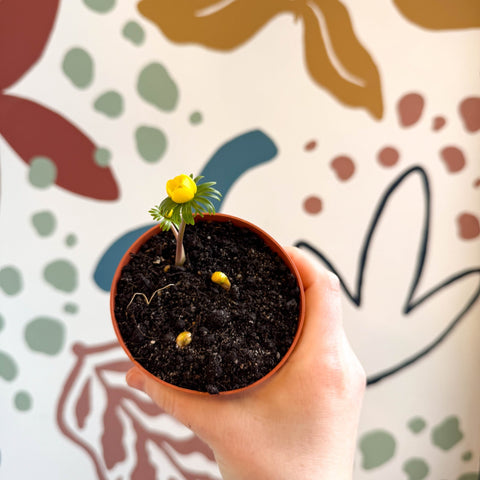 Eranthis hyemalis – Potted Winter Aconite Bulbs - Sprouts of Bristol