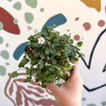 Erodium × variabile ‘Album’ - Cotswold Grown Perennial - Sprouts of Bristol