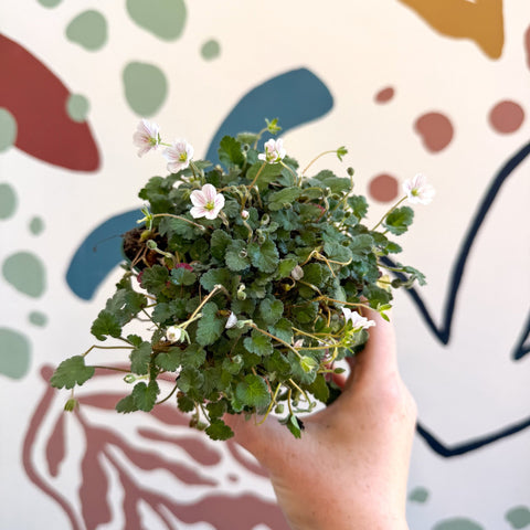 Erodium × variabile ‘Album’ - Cotswold Grown Perennial - Sprouts of Bristol