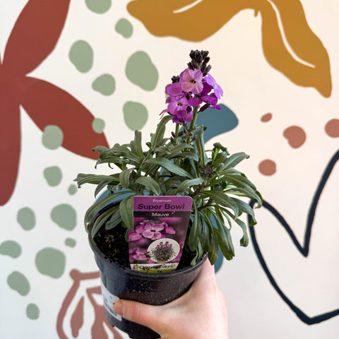 Erysimum 'Bowles's Mauve' - Wallflower - British Grown Perennial - Sprouts of Bristol