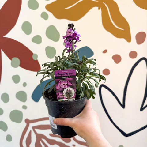 Erysimum 'Bowles's Mauve' - Wallflower - British Grown Perennial - Sprouts of Bristol