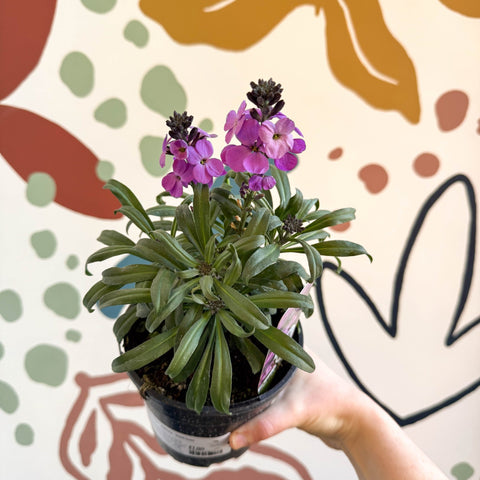 Erysimum 'Bowles's Mauve' - Wallflower - British Grown Perennial - Sprouts of Bristol