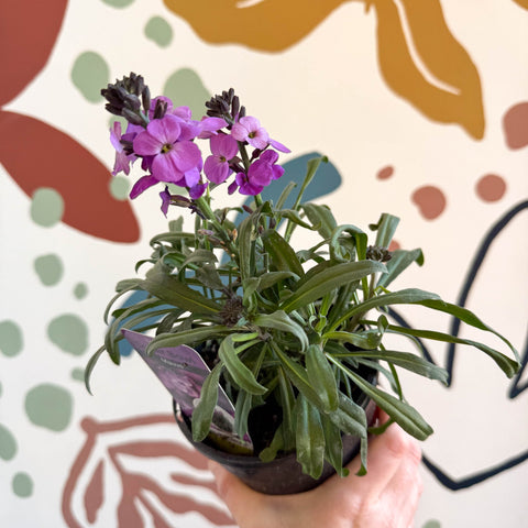 Erysimum 'Bowles's Mauve' - Wallflower - British Grown Perennial - Sprouts of Bristol