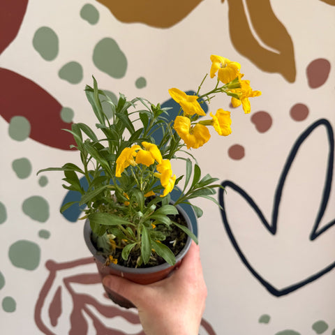 Erysimum cheiri 'Sugar Rush Garden Mix' - Wallflower - British Grown - Sprouts of Bristol