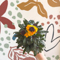 Erysimum linifolium 'Erysistible Yellow' - Yellow Wallflower - British Grown - Sprouts of Bristol