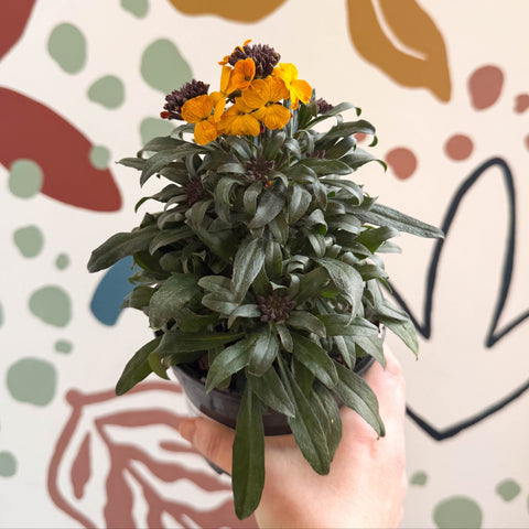 Erysimum linifolium 'Erysistible Yellow' - Yellow Wallflower - British Grown - Sprouts of Bristol