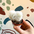 Espostoa melanostele – Peruvian Old Man Cactus - Sprouts of Bristol
