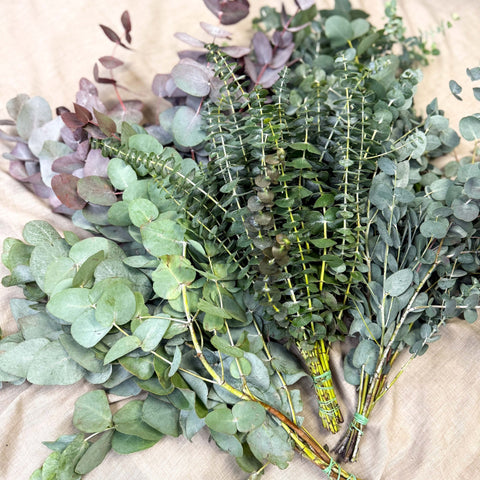 Eucalyptus Bunch – Mixed Varieties – Fresh Foliage for Christmas Wreaths, Floristry & Festive Crafting - Sprouts of Bristol