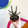 Euphorbia aeruginosa - Sprouts of Bristol