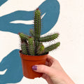 Euphorbia baioensis - Sprouts of Bristol