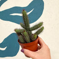 Euphorbia baioensis - Sprouts of Bristol
