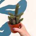Euphorbia baioensis - Sprouts of Bristol