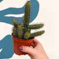 Euphorbia baioensis - Sprouts of Bristol