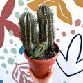 Euphorbia horrida – African Milk Barrel - Sprouts of Bristol