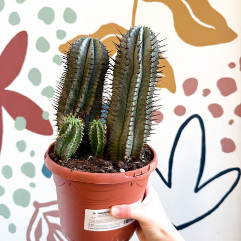 Euphorbia horrida – African Milk Barrel - Sprouts of Bristol