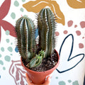 Euphorbia horrida – African Milk Barrel - Sprouts of Bristol