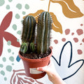 Euphorbia horrida – African Milk Barrel - Sprouts of Bristol