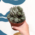 Euphorbia horrida 'Alba' – African Milk Barrel - Sprouts of Bristol