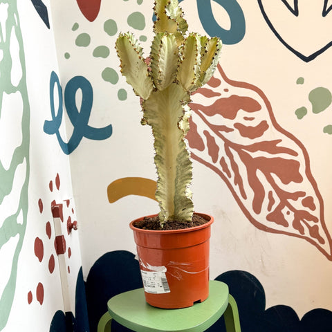 Euphorbia ingens 'Marmorata' - Marbled Candelabra Tree - Sprouts of Bristol