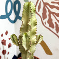 Euphorbia ingens 'Marmorata' - Marbled Candelabra Tree - Sprouts of Bristol
