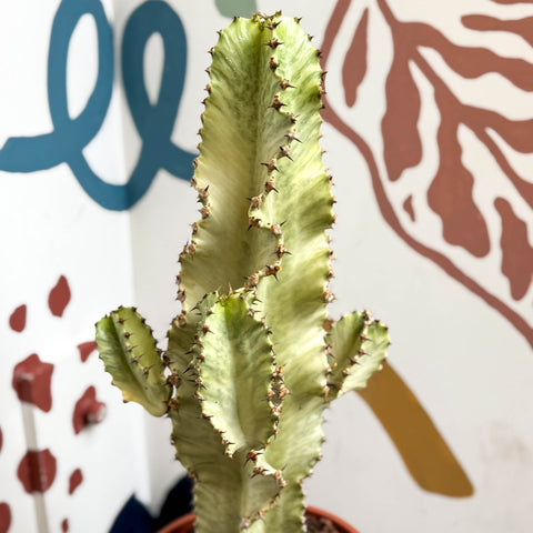 Euphorbia ingens 'Marmorata' - Marbled Candelabra Tree - Sprouts of Bristol