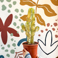 Euphorbia ingens 'Marmorata' - Marbled Candelabra Tree - Sprouts of Bristol