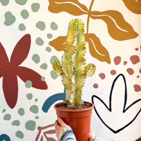 Euphorbia ingens 'Marmorata' - Marbled Candelabra Tree - Sprouts of Bristol