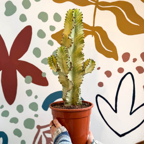 Euphorbia ingens 'Marmorata' - Marbled Candelabra Tree - Sprouts of Bristol