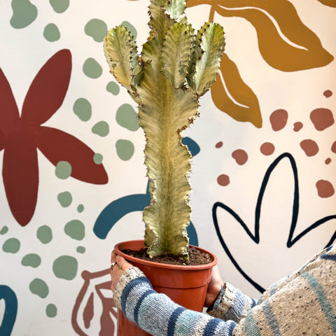 Euphorbia ingens 'Marmorata' - Marbled Candelabra Tree - Sprouts of Bristol