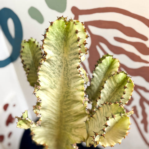 Euphorbia ingens 'Marmorata' - Marbled Candelabra Tree - Sprouts of Bristol
