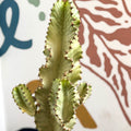 Euphorbia ingens 'Marmorata' - Marbled Candelabra Tree - Sprouts of Bristol