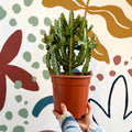 Euphorbia lactea – Mottled Spurge / Dragon Bones Tree - Sprouts of Bristol